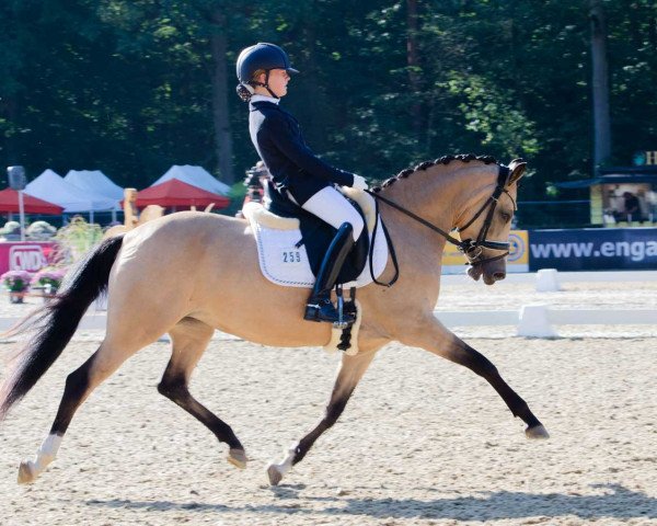 Dressurpferd Jelly Belly 3 (Deutsches Reitpony, 2015, von FS Champion de Luxe)