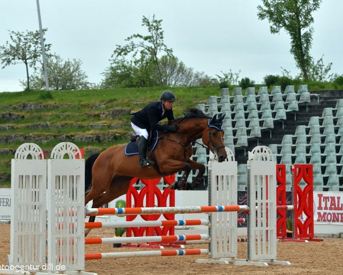 Springpferd Chin Cha DB (Holsteiner, 2013, von Chin Champ)
