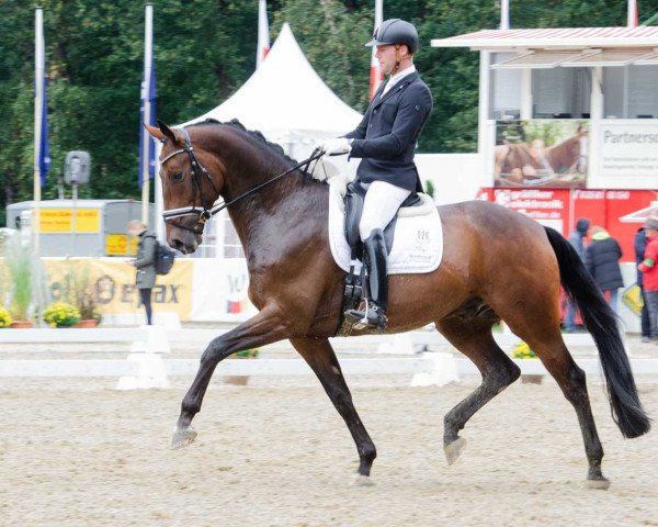 dressage horse Boateng OLD (Oldenburg, 2014, from Bon Bravour)
