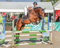 Springpferd Asaro 3 (Deutsches Sportpferd, 2015, von Abke 4)