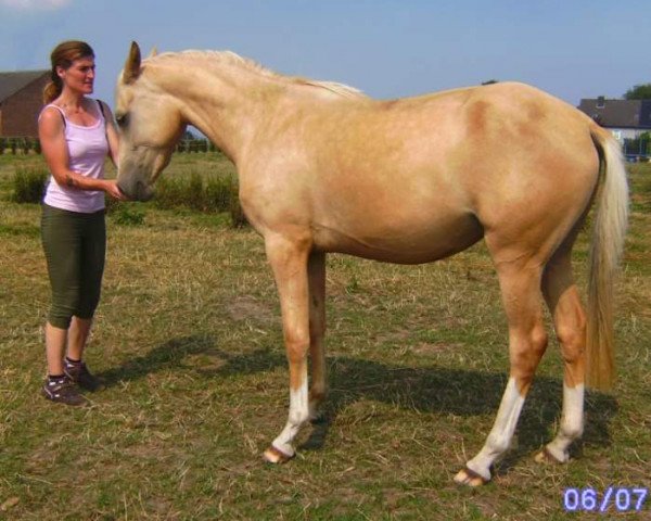 broodmare Classic Sun (German Riding Pony, 2007, from Cassini)