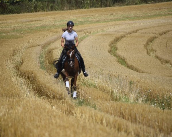 dressage horse Sternchen 441 (German Riding Pony, 2008, from Cassini)