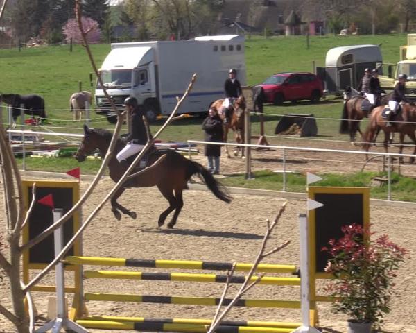 Equestrian Show Salbitz 2026