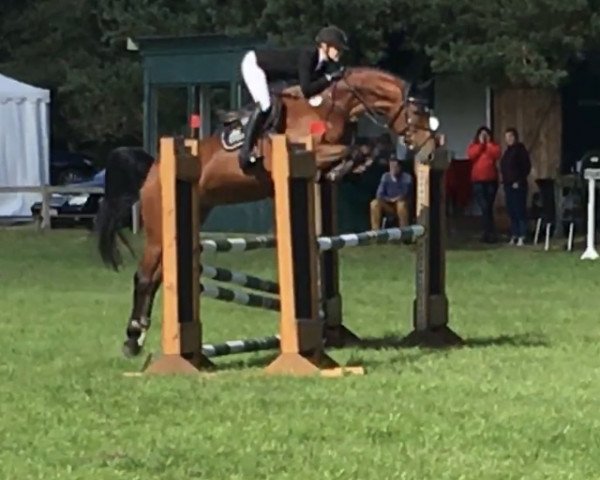 jumper Pauli-Ann (Hanoverian, 2015, from Perigueux)