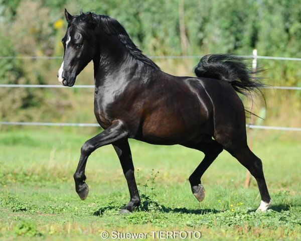 Dressurpferd Dark Delorian (Deutsches Reitpony, 2017, von Don Dino L)