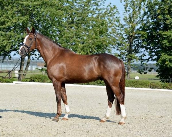 dressage horse F.B.I. 10 (Oldenburg, 2013, from First Floris)