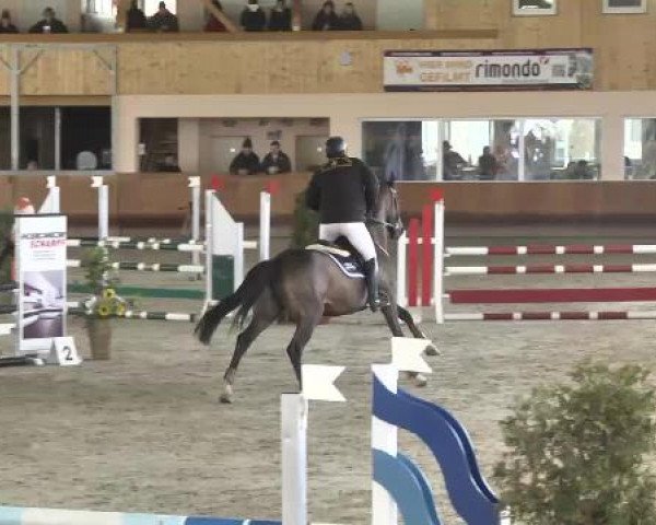 Springturnier Dettingen Late Entry 2015
