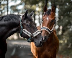 dressage horse Sir Rock Amour (Westphalian, 2017, from Sir Heinrich OLD)