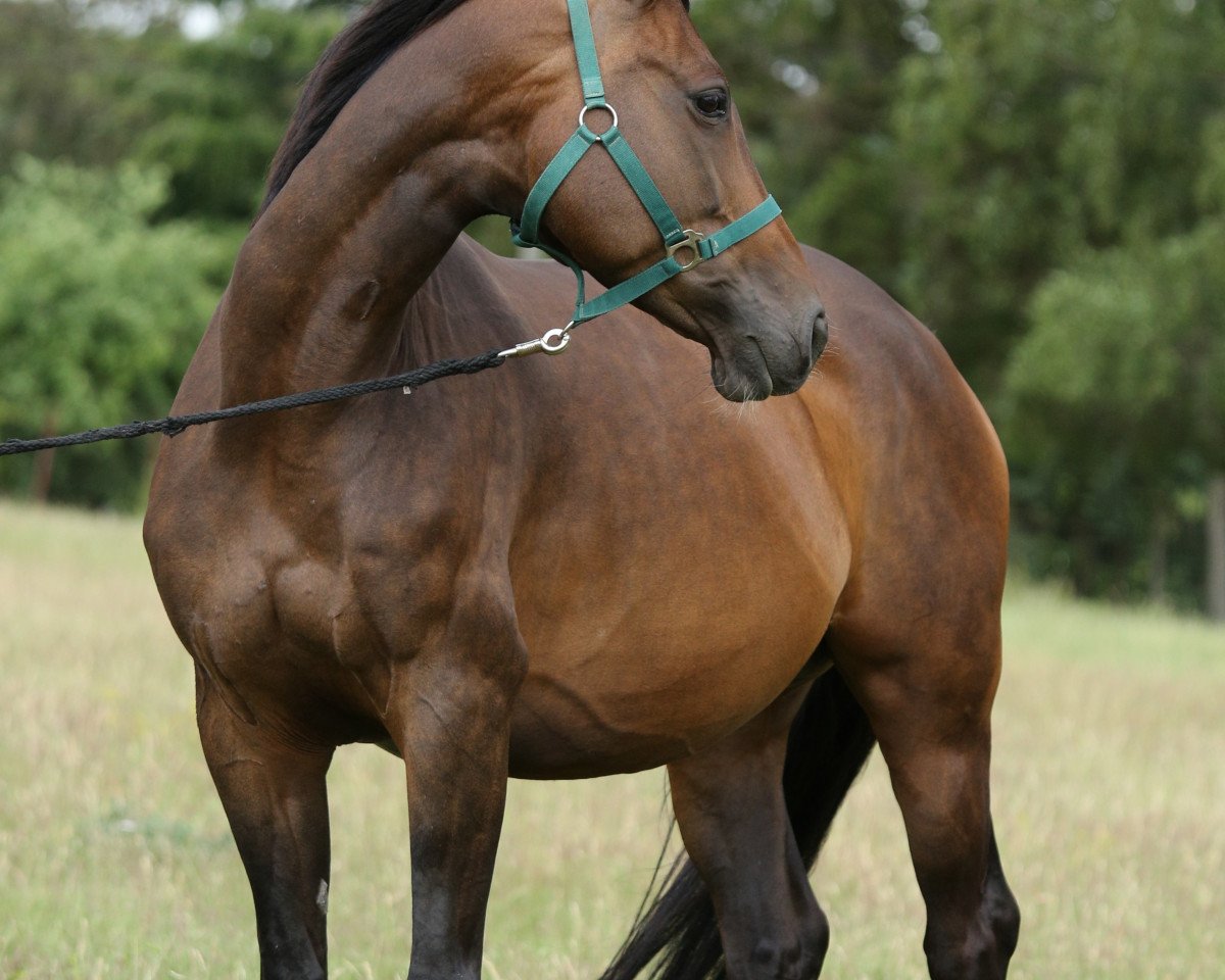 broodmare Urbita (Trakehner, 2011, from Manhattan)