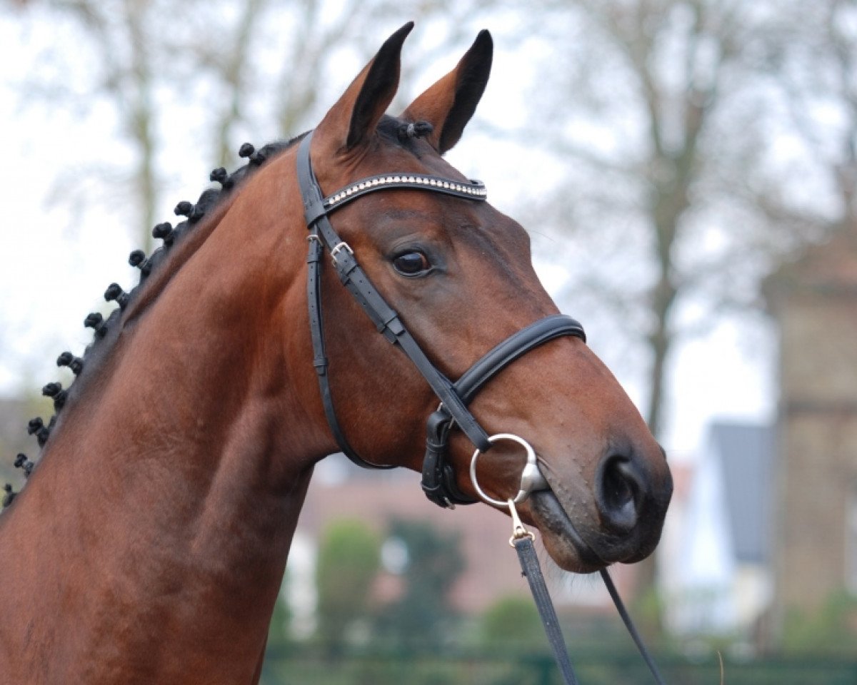 Deckhengst Voyageur 2 (Westfale, 2012, von Vitalis)