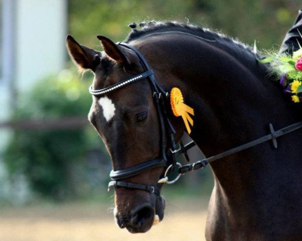 horse Dornenprinz (Sachse, 2002, from De Luxe)