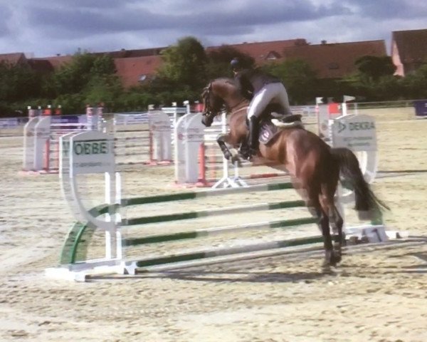 jumper Donnerbuddy 3 (Westphalian, 2015, from Acobat II)