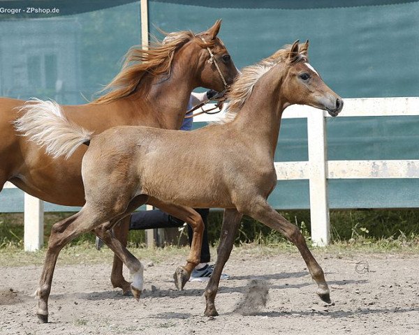 broodmare Camar Qairi (Arabian purebred, 2020, from Arian Shah ox)