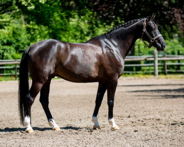 dressage horse Germelo (KWPN (Royal Dutch Sporthorse), 2011, from Lexicon)