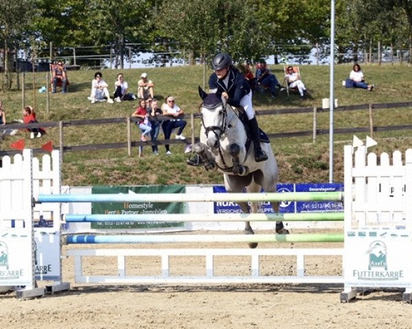 Springpferd Flux Blue L.v. (KWPN (Niederländisches Warmblut), 2010, von Zirocco Blue)