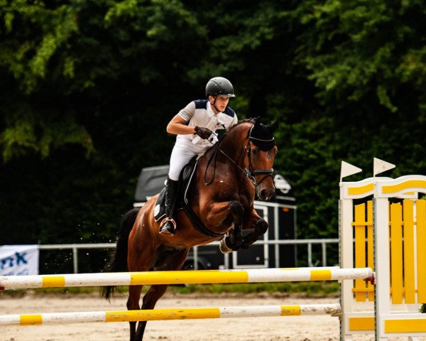 Springpferd Chico SG (Oldenburger, 2011, von Cabarlord)