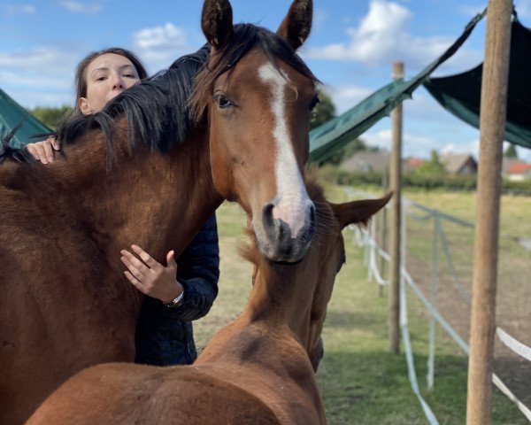 horse Elbkönigin LB 103 (Hanoverian, 2019, from El Corazon)