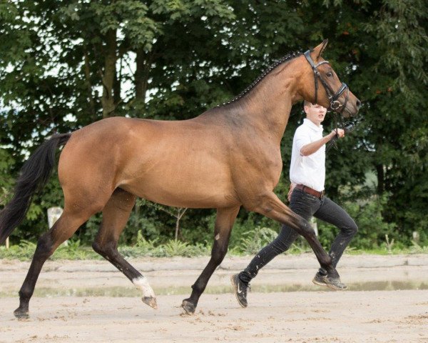 broodmare Nachtlerche (Trakehner, 2015, from Interconti)