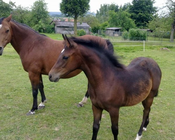 horse Chayenne (German Riding Pony, 2013, from Cassini)