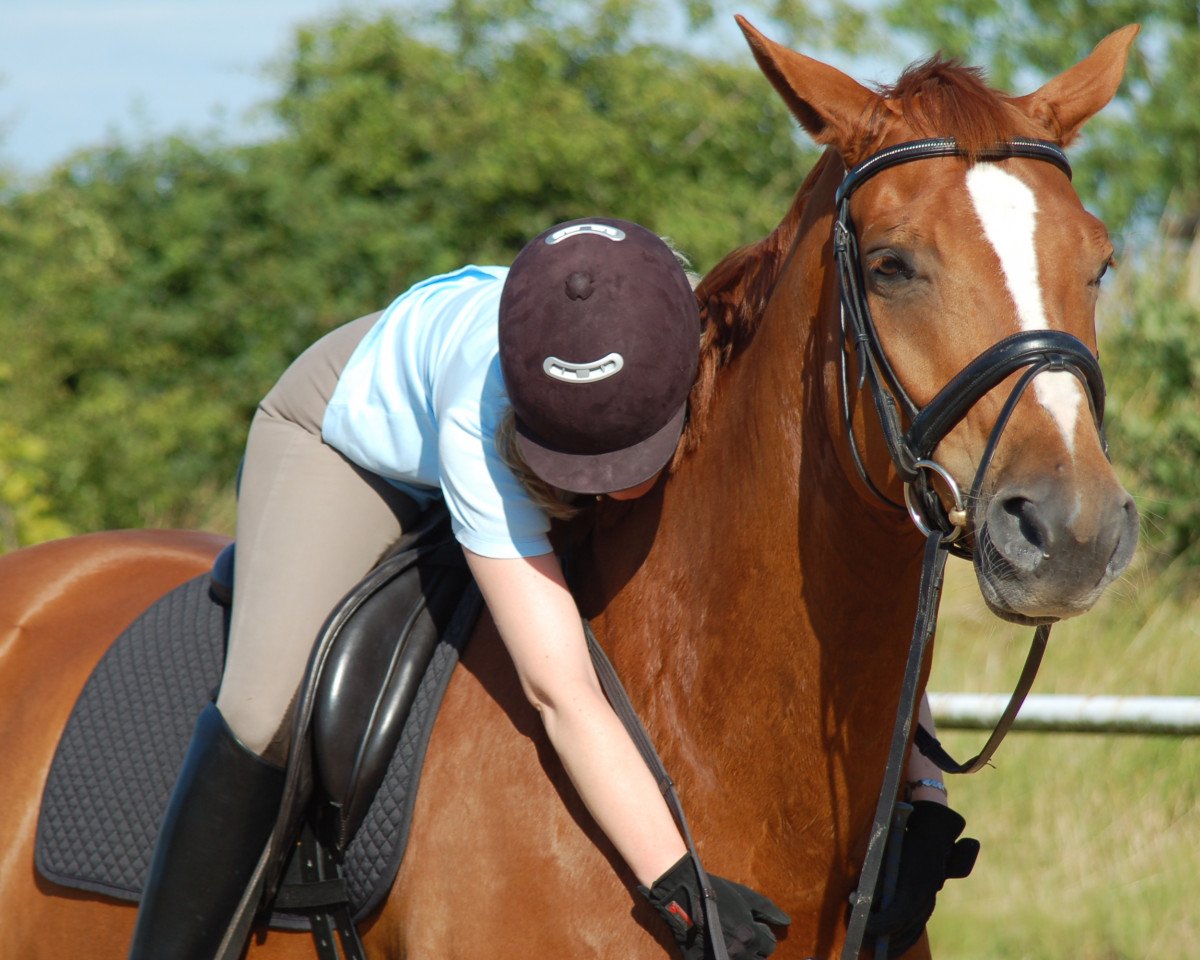 dressage horse Winnetou 870 (Hanoverian, 2003, from Worldly I)