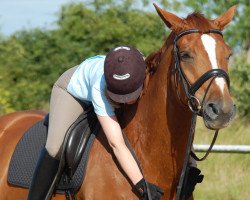 dressage horse Winnetou 870 (Hanoverian, 2003, from Worldly I)