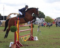 jumper Castalino (Holsteiner, 2012, from Castelan II Pkz)