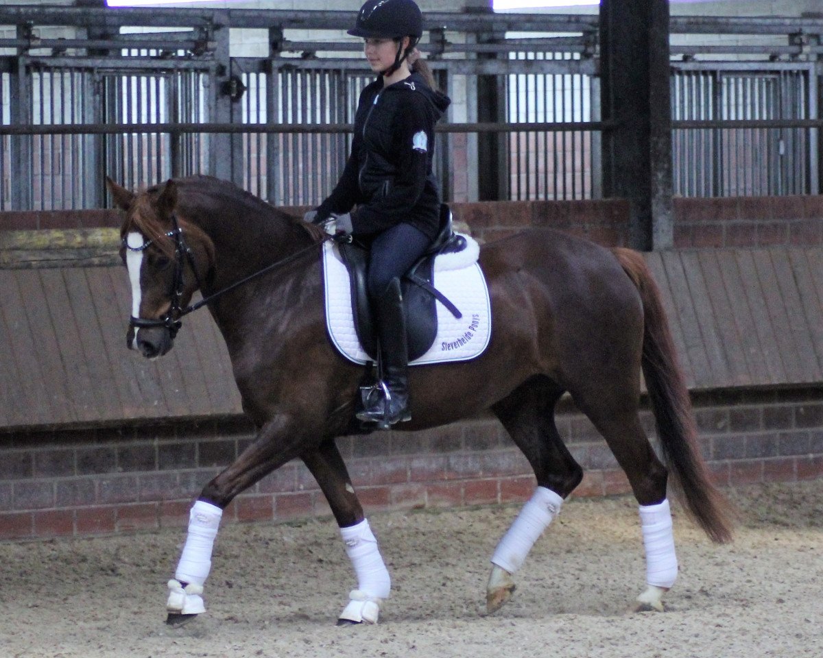 broodmare Steverheides Dear Ruby (German Riding Pony, 2015, from Darubi Gold)