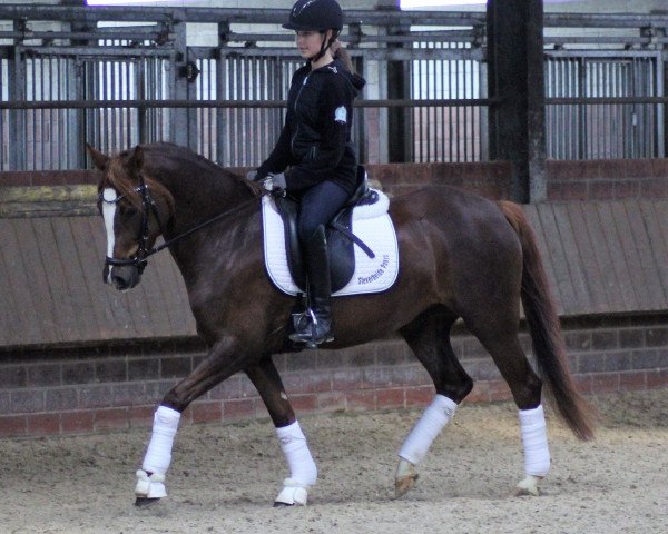 broodmare Steverheides Dear Ruby (German Riding Pony, 2015, from Darubi Gold)