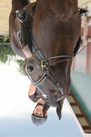 dressage horse Morisco Bellator (Alt-Oldenburger / Ostfriesen, 2003)