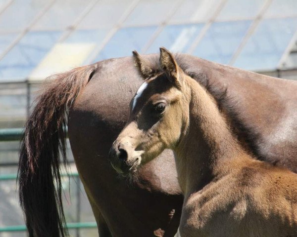 horse Call me Carlchen (German Riding Pony, 2020, from Cassini)