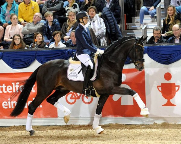 Deckhengst Diamond Deluxe (Westfale, 2014, von Diamond Magic)