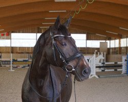broodmare Black Pearl 79 (Holsteiner, 2009, from Cliostro)