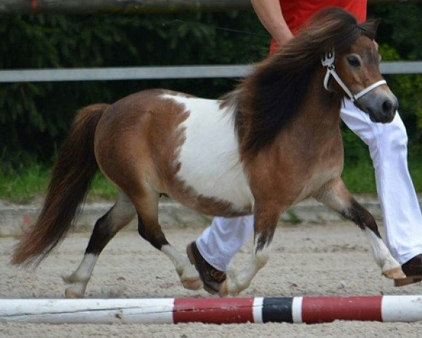 Zuchtstute Krummhörn´s Folma (Shetland Pony (unter 87 cm), , von Very Dynamic van de Buxushof) Zuchtstute Krummhörn´s Folma (Shetland Pony (unter 87 cm), , von Very Dynamic van de Buxushof)