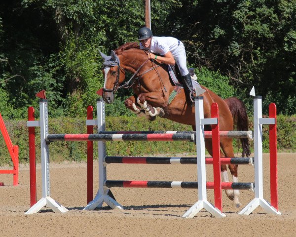 Springpferd Babalou du Rouet T (Württemberger, 2011, von Balou du Rouet)