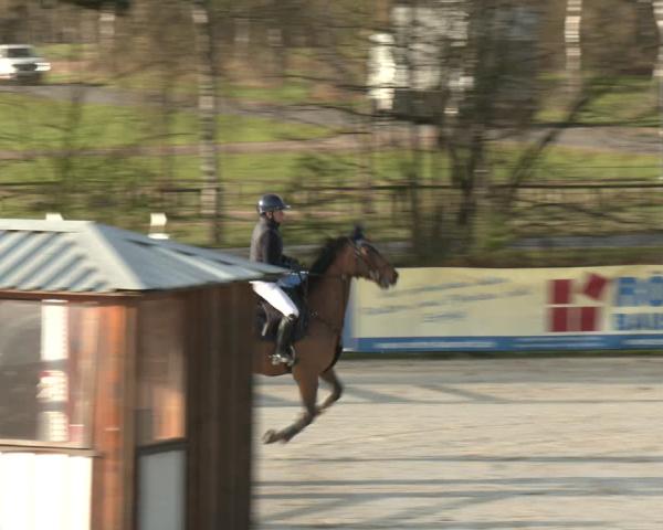 Turniej Jeździecki Westergellersen 2026