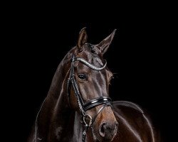 dressage horse Golden Kiss (Westphalian, 2015, from Goldberg)