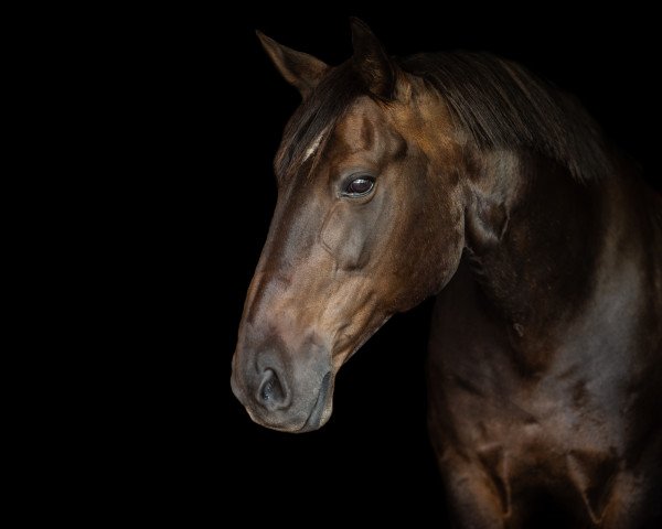 Dressurpferd Monticelli (Kleines deutsches Reitpferd, 2004, von Molager-Maestro) Dressurpferd Monticelli (Kleines deutsches Reitpferd, 2004, von Molager-Maestro)