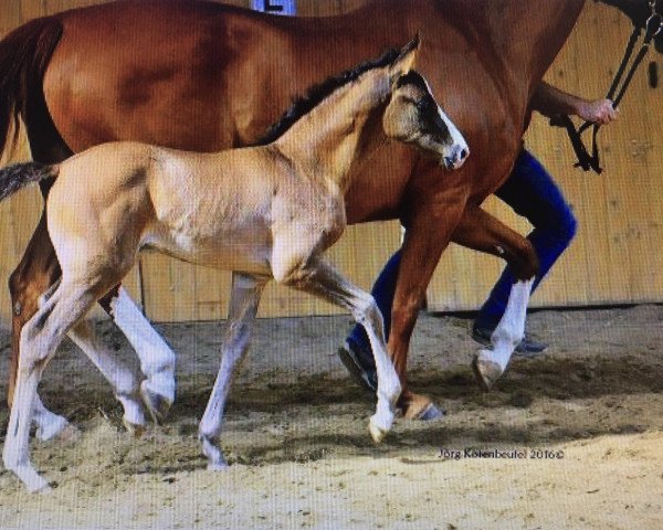 horse Fürst Frieder K.B. (German Sport Horse, 2016, from Fürsten-Look)