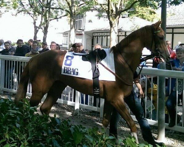 dressage horse Night Adventure xx (Thoroughbred, 2014, from Poseidon Adventure xx)
