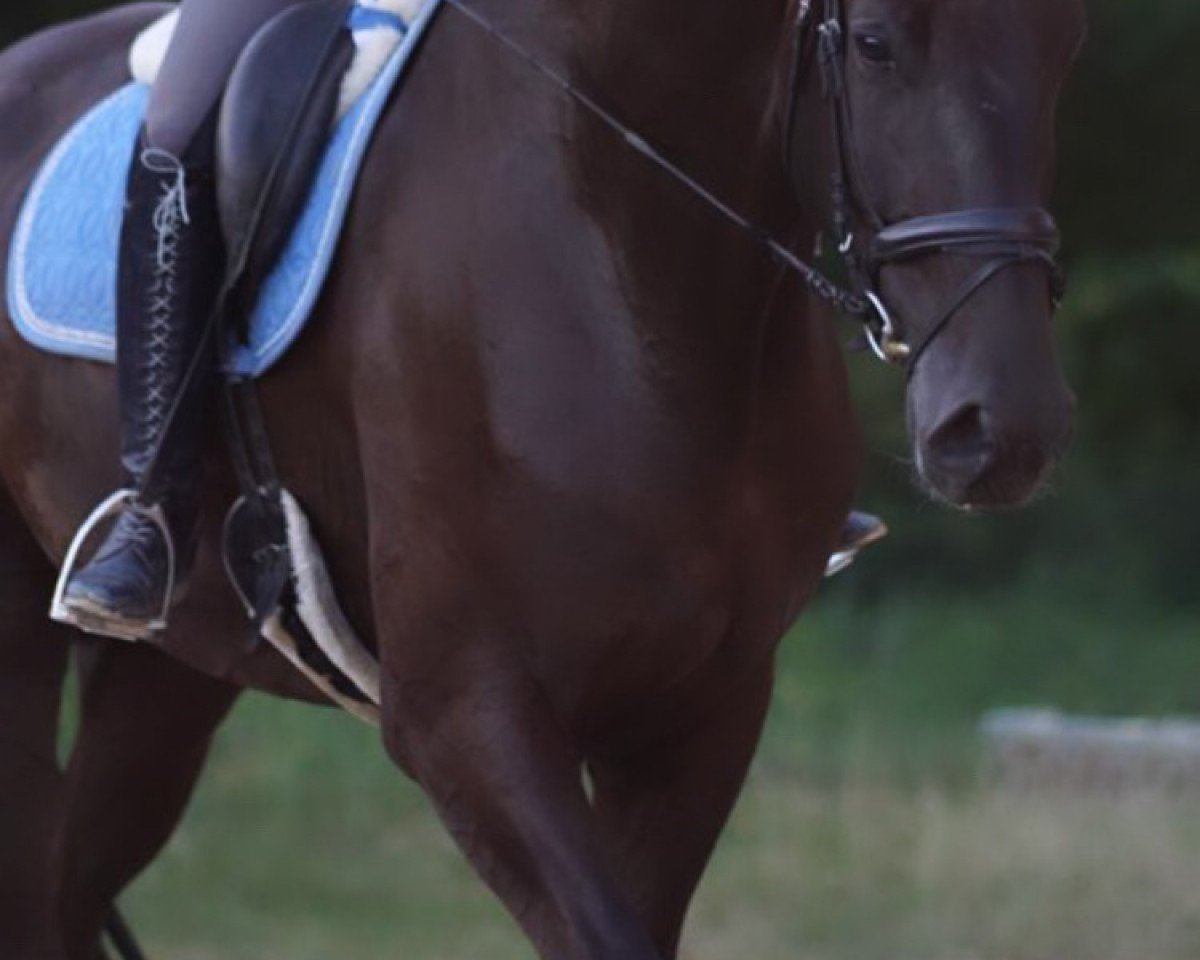 horse Fallou‘s First Edition (Hanoverian, 2017, from Finnigan)