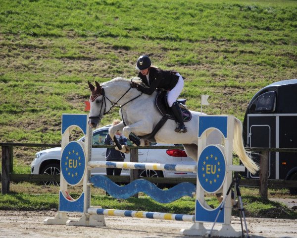 broodmare Zarina 94 (KWPN (Royal Dutch Sporthorse), 2008, from Zürich)