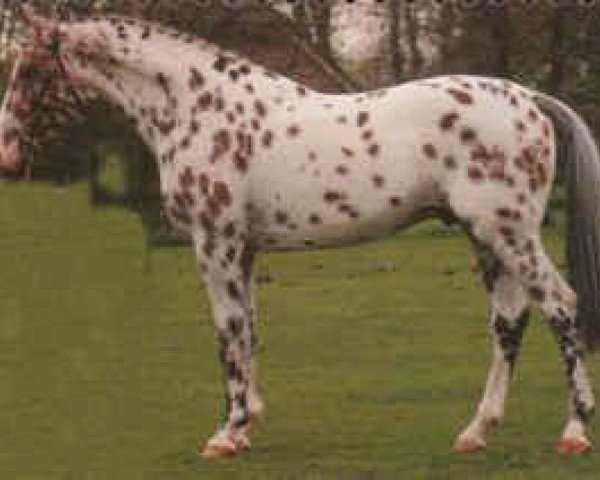 stallion Palousa Santos (Appaloosa, 1994, from De Saint Urus d'Olympe x)