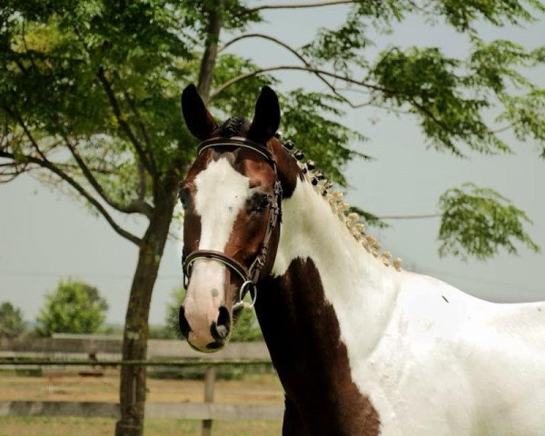jumper James Bont Fly (KWPN (Royal Dutch Sporthorse), 2014, from Ceasar Ter Linden)