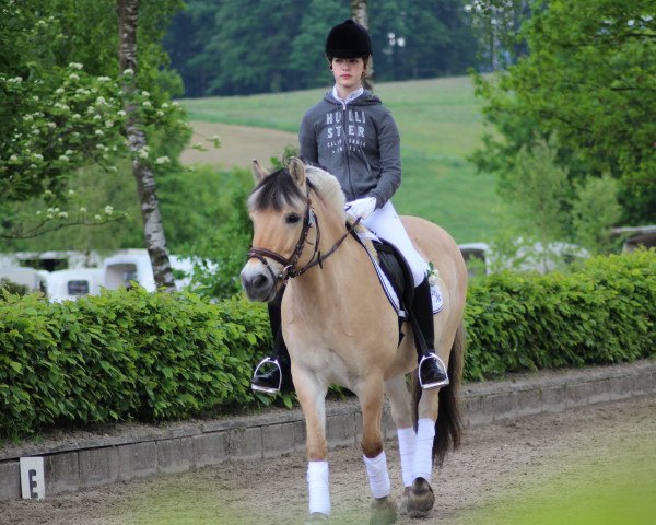 dressage horse Balu (Fjord Horse, 1998)