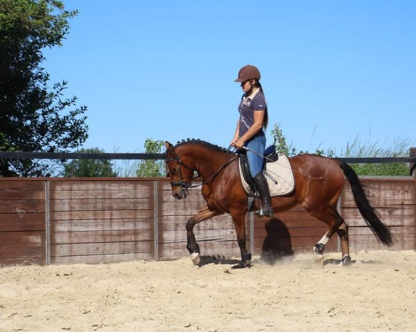 horse Cuzco (German Riding Pony, 2017, from Cassini)