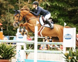 jumper Bungee 13 (Rhinelander, 2008, from Baloubet du Rouet)