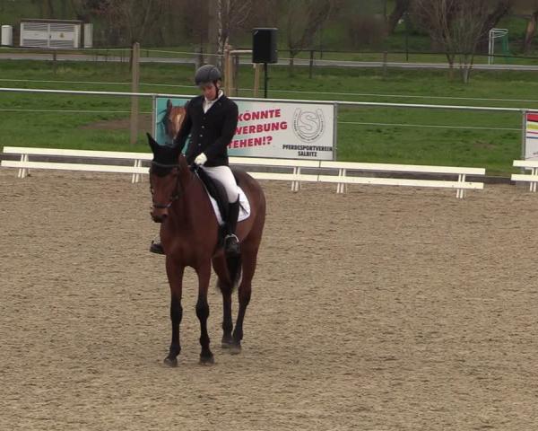 Equestrian Show Salbitz 2026