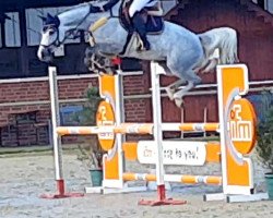jumper Crazy Daisy Kb (Westphalian, 2016, from Congress)