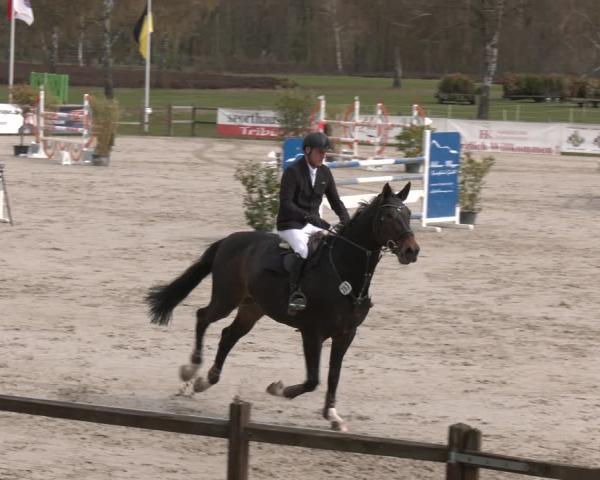 Torneo Ecuestre Westergellersen 2026