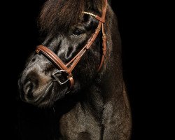 jumper Svartur Vom Eiholz CH (Iceland Horse, 2011)